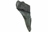 Partial Fossil Megalodon Tooth - South Carolina #307684-1